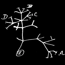 Darwin's tree of life
